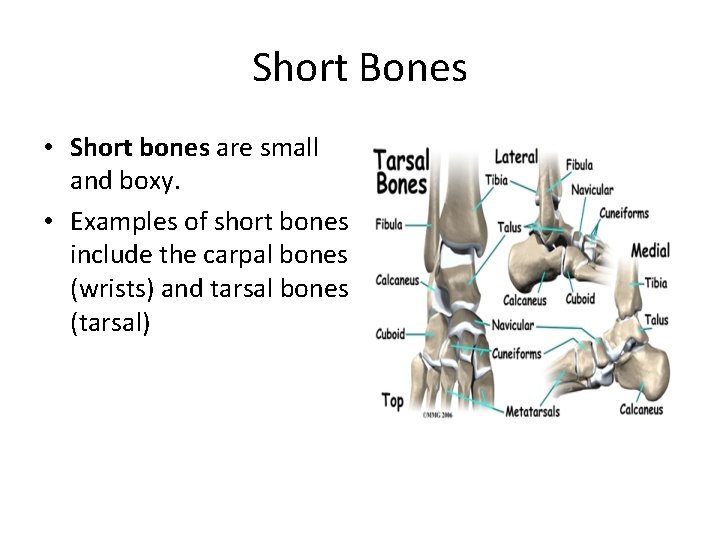 Short Bones • Short bones are small and boxy. • Examples of short bones