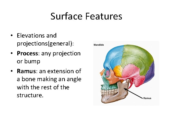 Surface Features • Elevations and projections(general): • Process: any projection or bump • Ramus: