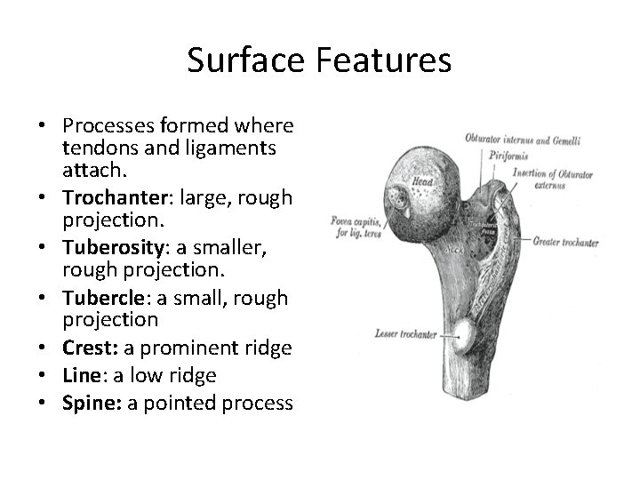 Surface Features • Processes formed where tendons and ligaments attach. • Trochanter: large, rough