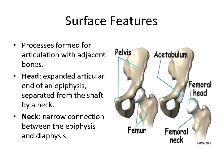 Surface Features • Processes formed for articulation with adjacent bones. • Head: expanded articular