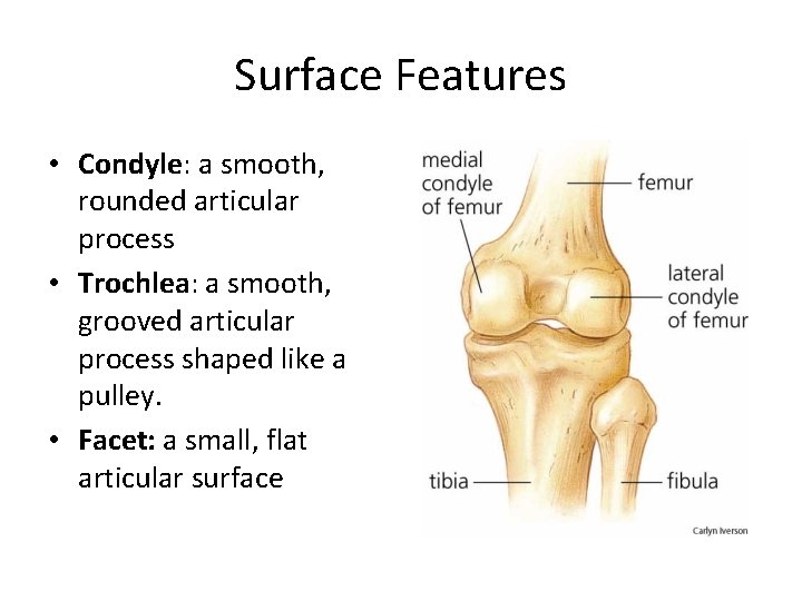 Surface Features • Condyle: a smooth, rounded articular process • Trochlea: a smooth, grooved