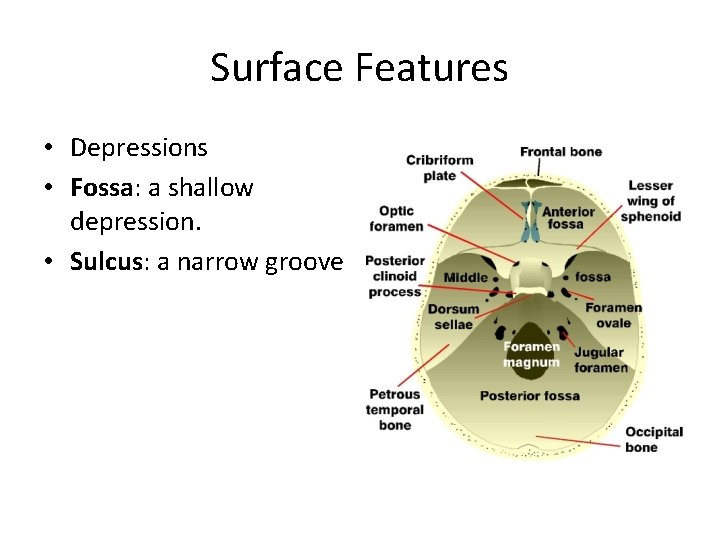 Surface Features • Depressions • Fossa: a shallow depression. • Sulcus: a narrow groove