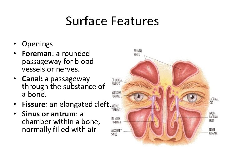 Surface Features • Openings • Foreman: a rounded passageway for blood vessels or nerves.
