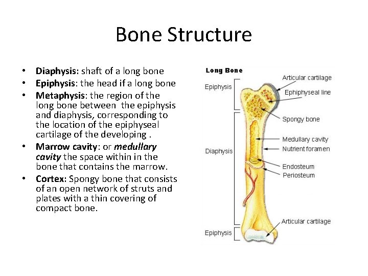 Bone Structure • Diaphysis: shaft of a long bone • Epiphysis: the head if