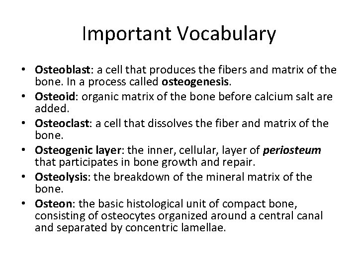 Important Vocabulary • Osteoblast: a cell that produces the fibers and matrix of the