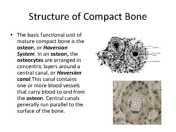 Structure of Compact Bone • The basic functional unit of mature compact bone is