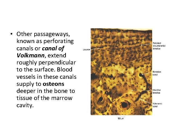  • Other passageways, known as perforating canals or canal of Volkmann, extend roughly