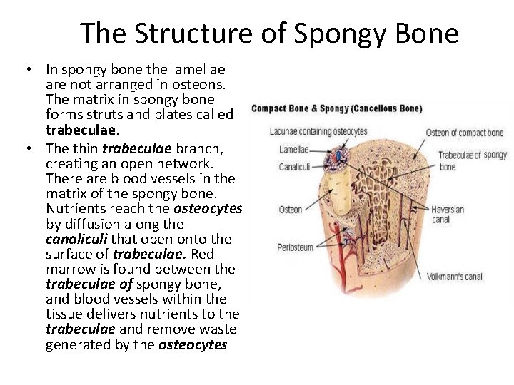 The Structure of Spongy Bone • In spongy bone the lamellae are not arranged