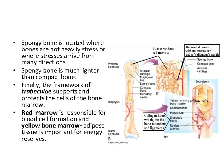  • Spongy bone is located where bones are not heavily stress or where