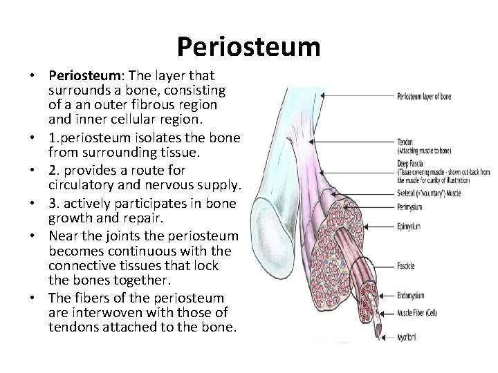 Periosteum • Periosteum: The layer that surrounds a bone, consisting of a an outer