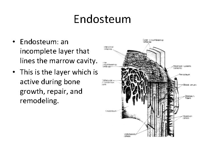 Endosteum • Endosteum: an incomplete layer that lines the marrow cavity. • This is