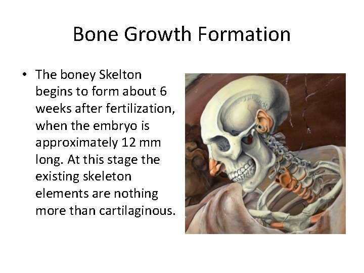 Bone Growth Formation • The boney Skelton begins to form about 6 weeks after