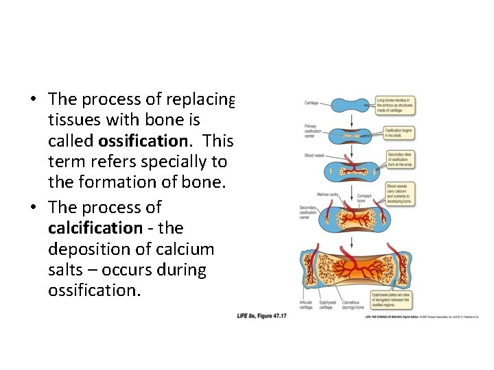  • The process of replacing tissues with bone is called ossification. This term