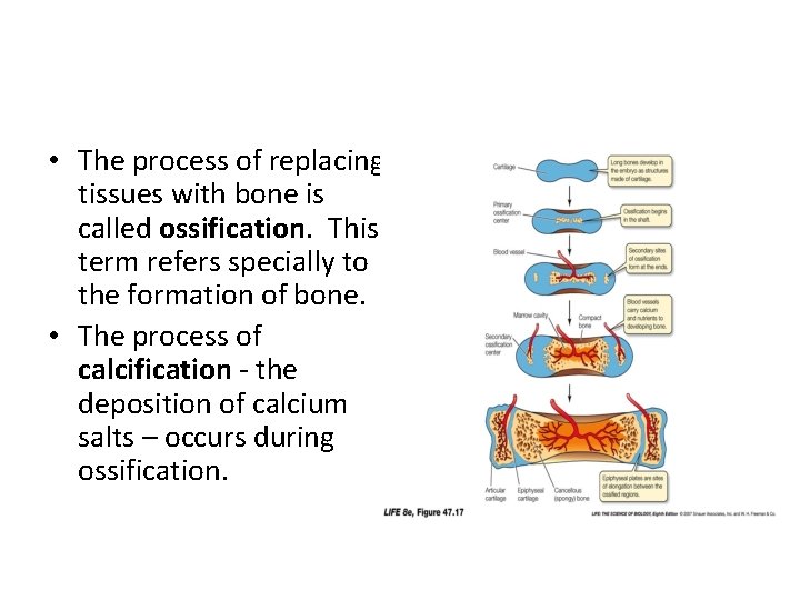  • The process of replacing tissues with bone is called ossification. This term