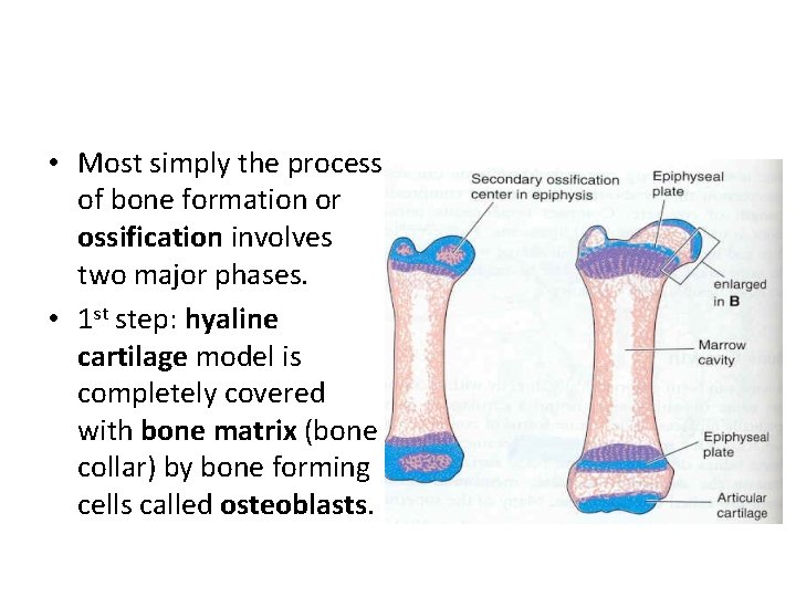  • Most simply the process of bone formation or ossification involves two major