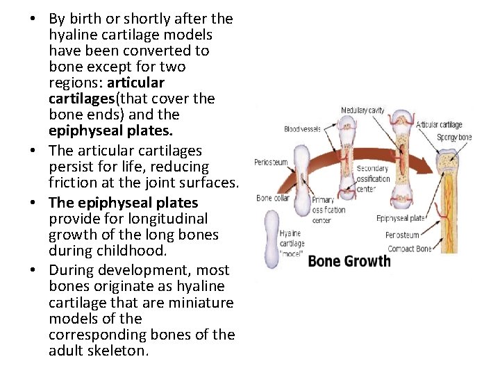  • By birth or shortly after the hyaline cartilage models have been converted