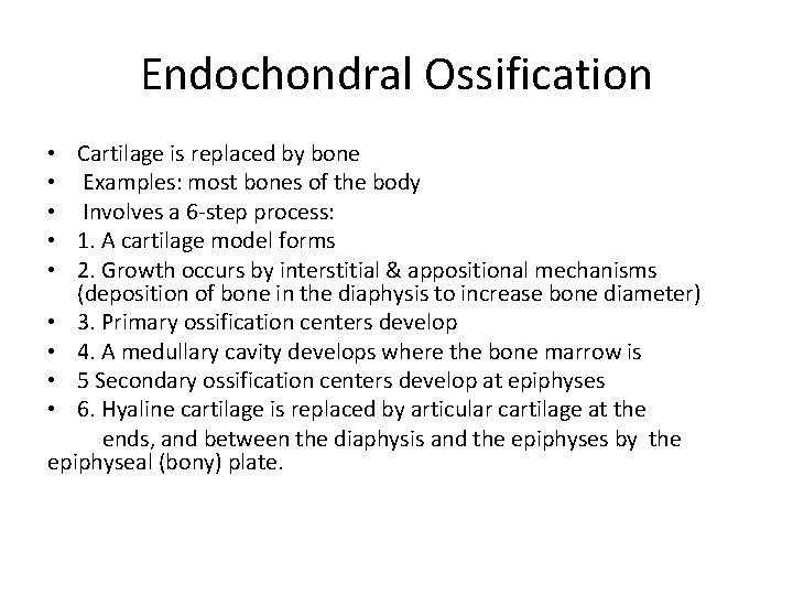 Endochondral Ossification • Cartilage is replaced by bone • Examples: most bones of the