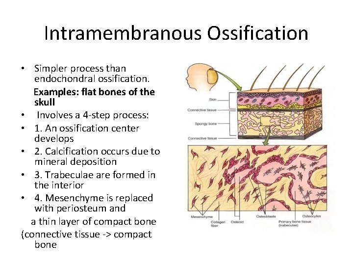 Intramembranous Ossification • Simpler process than endochondral ossification. Examples: flat bones of the skull
