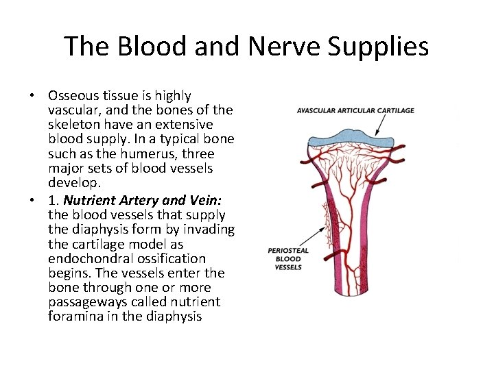 The Blood and Nerve Supplies • Osseous tissue is highly vascular, and the bones
