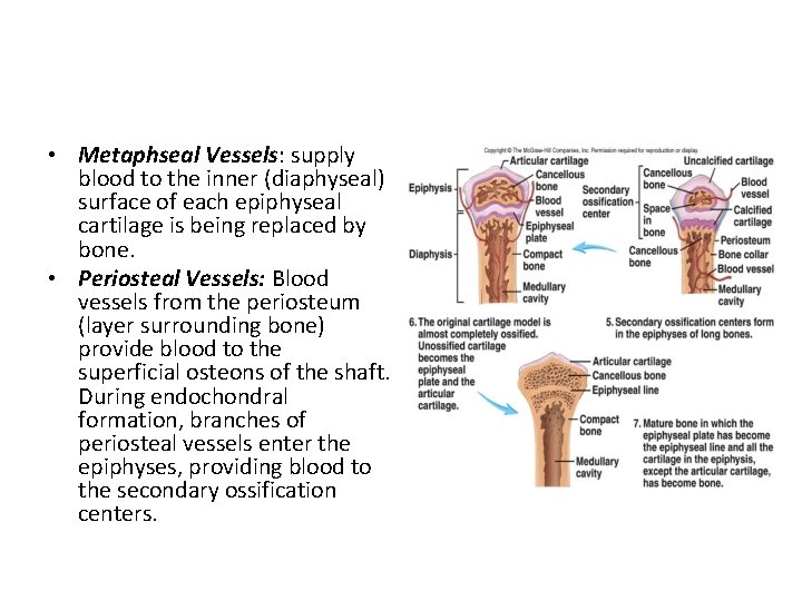 • Metaphseal Vessels: supply blood to the inner (diaphyseal) surface of each epiphyseal