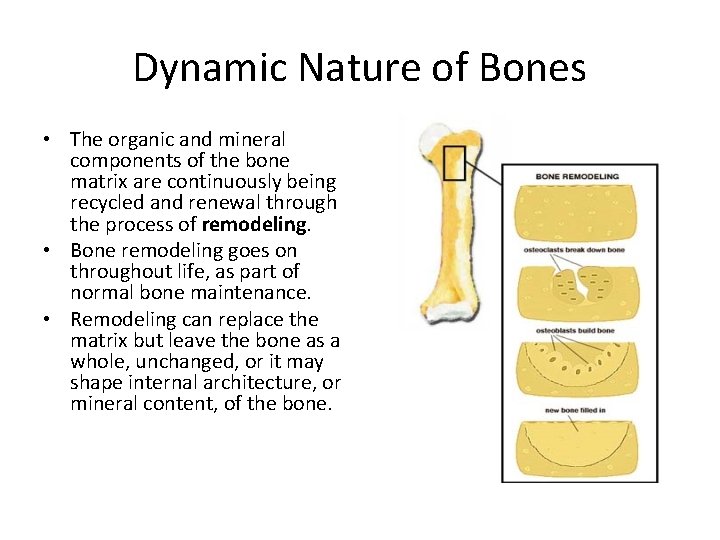 Dynamic Nature of Bones • The organic and mineral components of the bone matrix