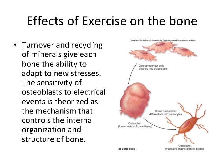 Effects of Exercise on the bone • Turnover and recycling of minerals give each