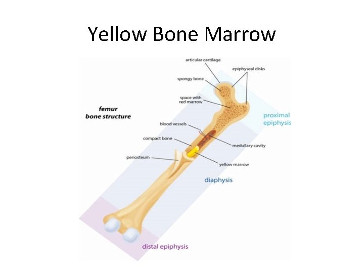 Yellow Bone Marrow 