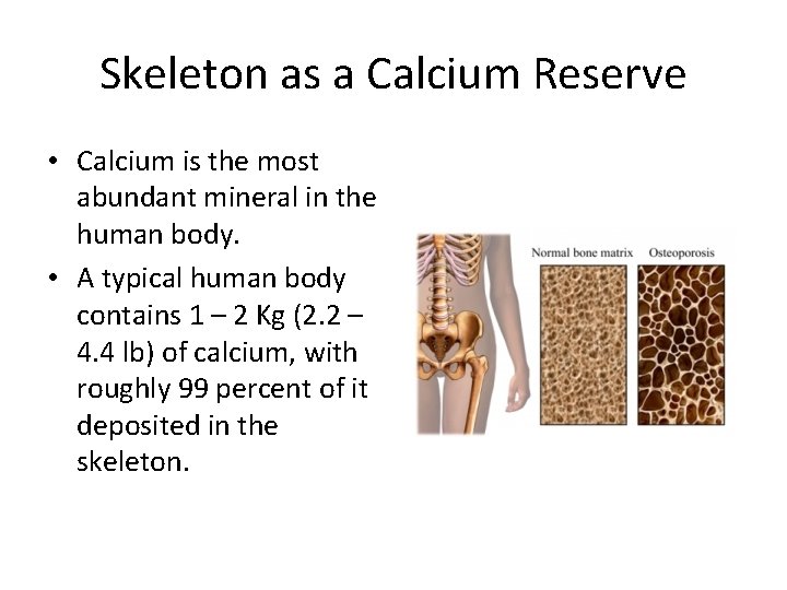 Skeleton as a Calcium Reserve • Calcium is the most abundant mineral in the
