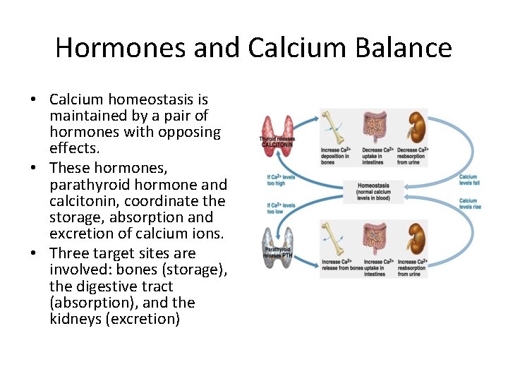 Hormones and Calcium Balance • Calcium homeostasis is maintained by a pair of hormones