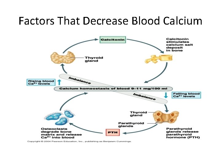 Factors That Decrease Blood Calcium 