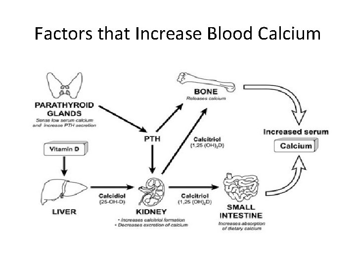 Factors that Increase Blood Calcium 