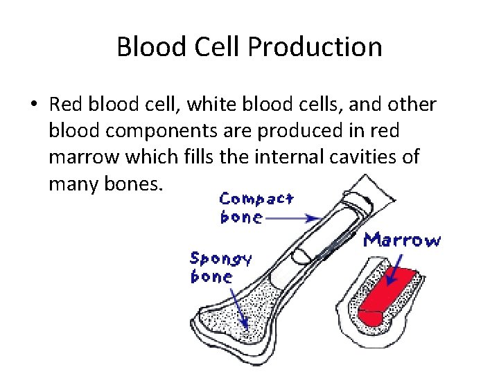 Blood Cell Production • Red blood cell, white blood cells, and other blood components