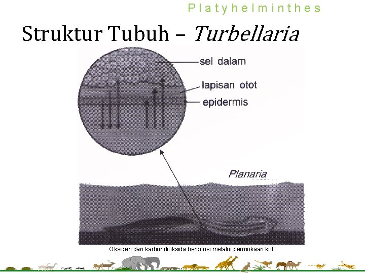 Platyhelminthes Struktur Tubuh – Turbellaria Oksigen dan karbondioksida berdifusi melalui permukaan kulit Platyhelminthes Struktur Tubuh – Turbellaria Oksigen dan karbondioksida berdifusi melalui permukaan kulit