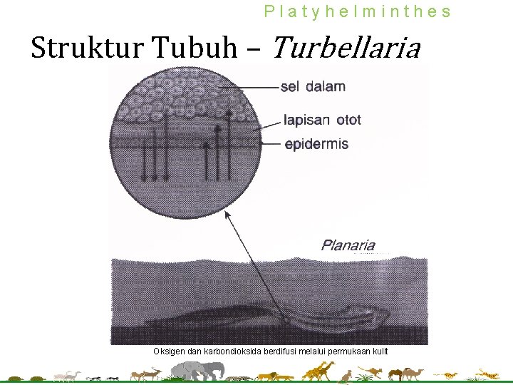 Platyhelminthes Struktur Tubuh – Turbellaria Oksigen dan karbondioksida berdifusi melalui permukaan kulit 