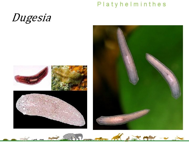 Platyhelminthes Dugesia 