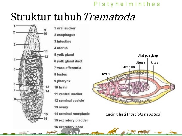 Platyhelminthes Struktur tubuh. Trematoda Alat pengisap Ovarium Uterus Usus Testis Cacing hati (Fasciola hepatica)