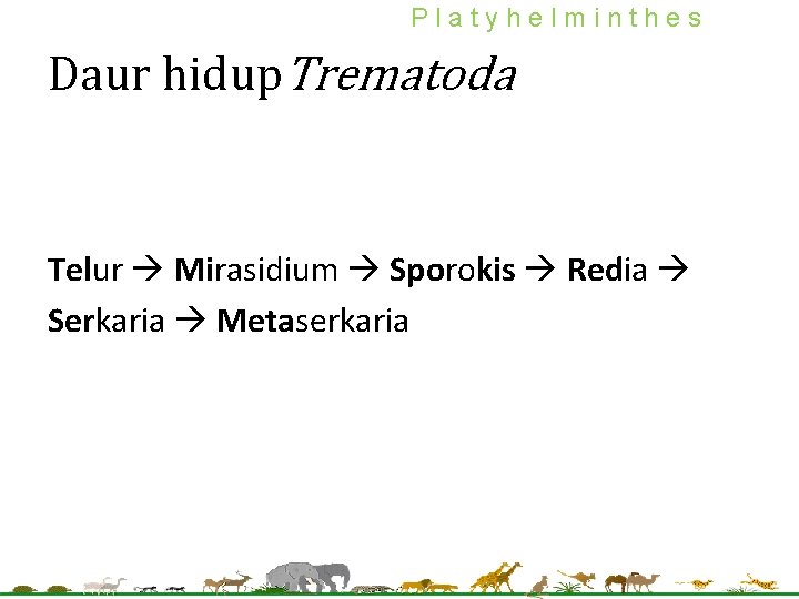 Platyhelminthes Daur hidup. Trematoda Telur Mirasidium Sporokis Redia Serkaria Metaserkaria 