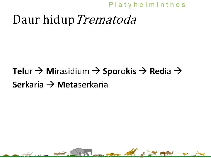 Platyhelminthes Daur hidup. Trematoda Telur Mirasidium Sporokis Redia Serkaria Metaserkaria Platyhelminthes Daur hidup. Trematoda Telur Mirasidium Sporokis Redia Serkaria Metaserkaria