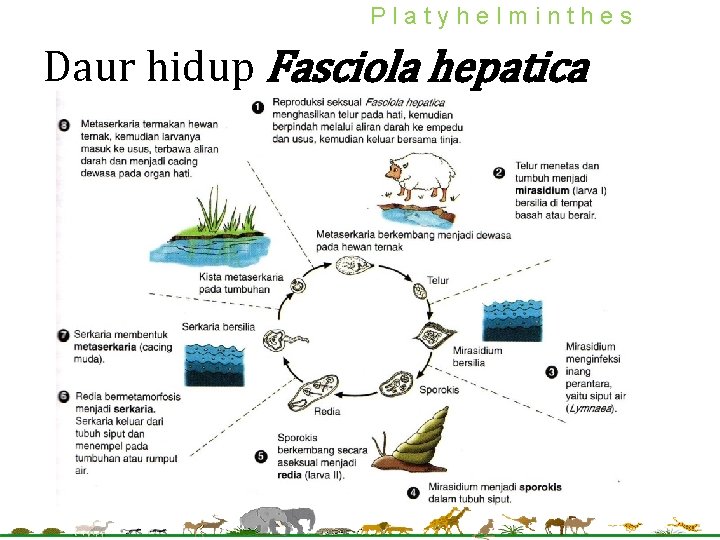 Platyhelminthes Daur hidup Fasciola hepatica 