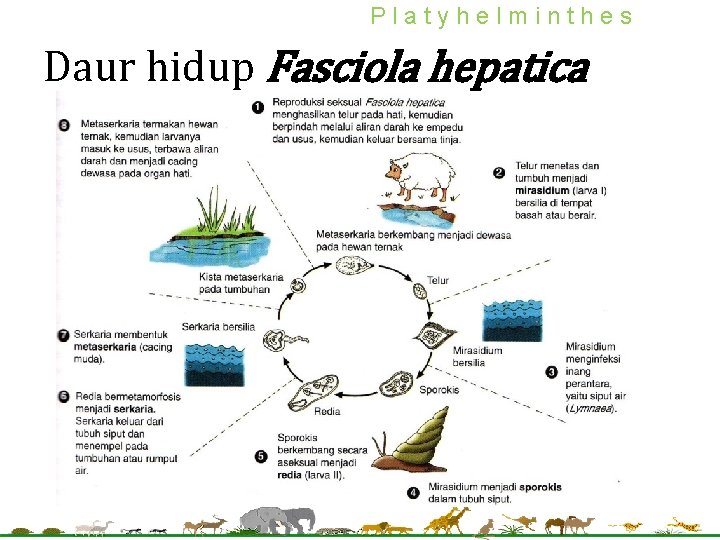 Platyhelminthes Daur hidup Fasciola hepatica Platyhelminthes Daur hidup Fasciola hepatica