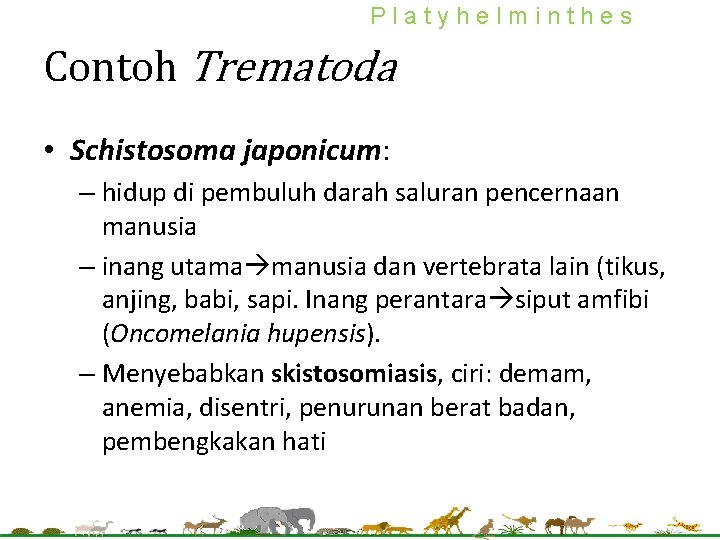 Platyhelminthes Contoh Trematoda • Schistosoma japonicum: – hidup di pembuluh darah saluran pencernaan manusia