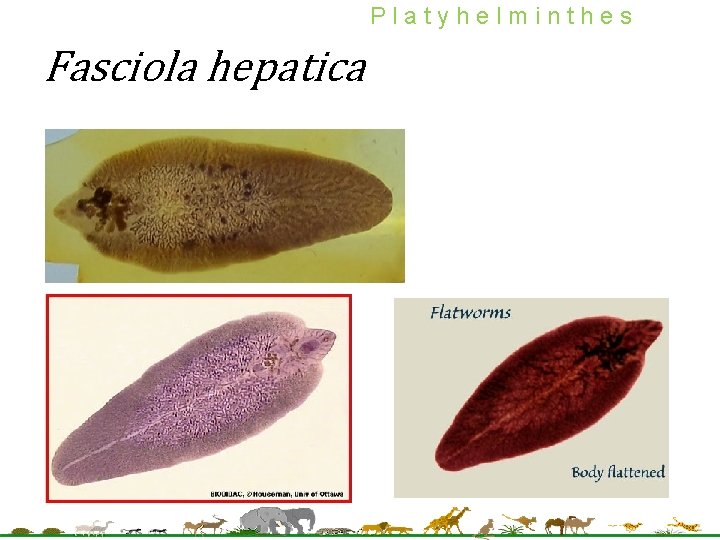 Platyhelminthes Fasciola hepatica 