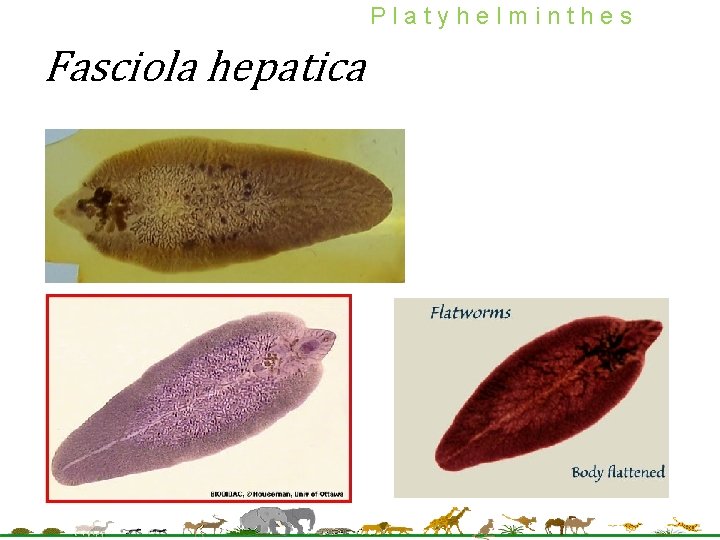 Platyhelminthes Fasciola hepatica Platyhelminthes Fasciola hepatica