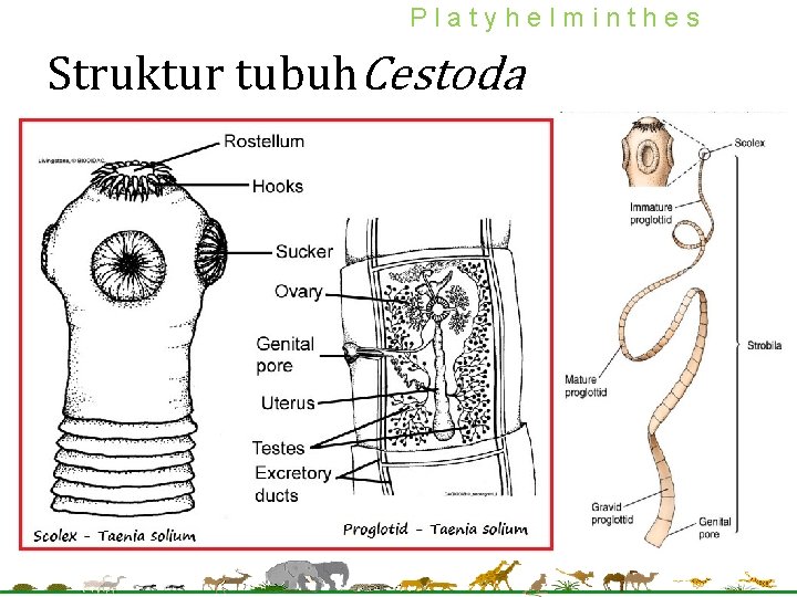 Platyhelminthes Struktur tubuh. Cestoda Platyhelminthes Struktur tubuh. Cestoda