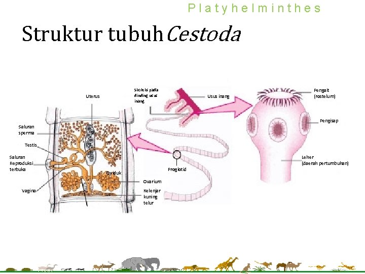 Platyhelminthes Struktur tubuh. Cestoda Skoleks pada dinding usus inang Uterus Usus inang Pengait (rostelum)