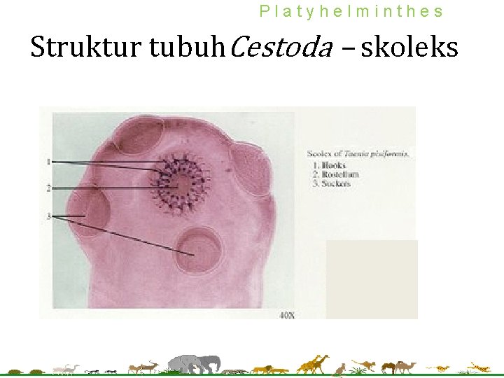 Platyhelminthes Struktur tubuh. Cestoda – skoleks 