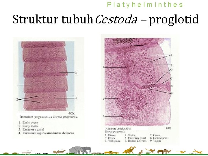 Platyhelminthes Struktur tubuh. Cestoda – proglotid 