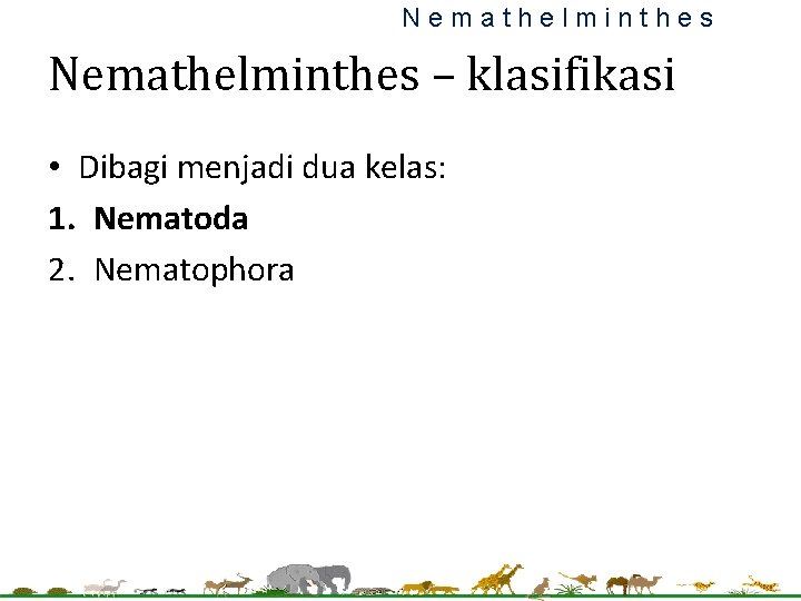 Nemathelminthes – klasifikasi • Dibagi menjadi dua kelas: 1. Nematoda 2. Nematophora 