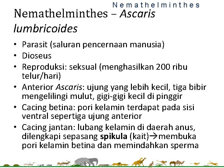 Nemathelminthes – Ascaris lumbricoides • Parasit (saluran pencernaan manusia) • Dioseus • Reproduksi: seksual