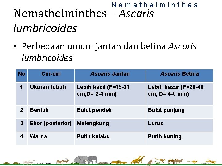 Nemathelminthes – Ascaris lumbricoides • Perbedaan umum jantan dan betina Ascaris lumbricoides No Ciri-ciri